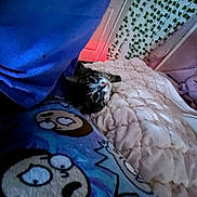 Miari joined the competition — help win amazing prizes! cat, blanket, bed, pillow, cartoon_print, plush_toy, indoor, cozy, furniture, curious, soft_lighting, bedroom, fabric, pattern, cute, animal, resting, comfort, decor, feline