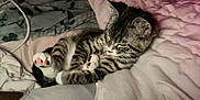 Miari is registered to the contest to win money with this photo: animal, bed, blanket, cat, comfort, cozy, cute, domestic, fur, indoor, kitten, paw, pet, pink, resting, sleeping, soft, striped, tabby, whiskers
