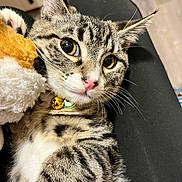 Miari is registered to the contest to win money with this photo: animal, bell_collar, cat, close_up, cute, domestic_cat, ears, eyes, feline, fur, indoor, lap, pet, pink_nose, relaxing, snuggling, striped, tabby, toy, whiskers