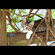 Kitty joined the competition — help win amazing prizes! animal, branch, cat, curious, cute, eyes, feline, kitten, leaf, nature, outdoor, paws, pet, playful, resting, tabby, tree, whiskers, wood, young