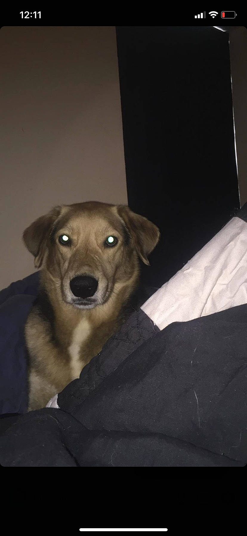 Niles is registered to the contest to win money with this photo: beagador, canidae, carnivore, companion_dog, dog, dog_breed, fawn, feist, labrador_retriever, mammal, potcake_dog, puppy, rare_breed_dog, snout, sporting_group, whiskers