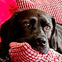 black_dog, blanket, brown_eyes, canine, close_up, comfort, cozy, dog, ears, face, fur, home, indoor, pet, pillow, pink, relaxed, resting, snout, textured_pillow