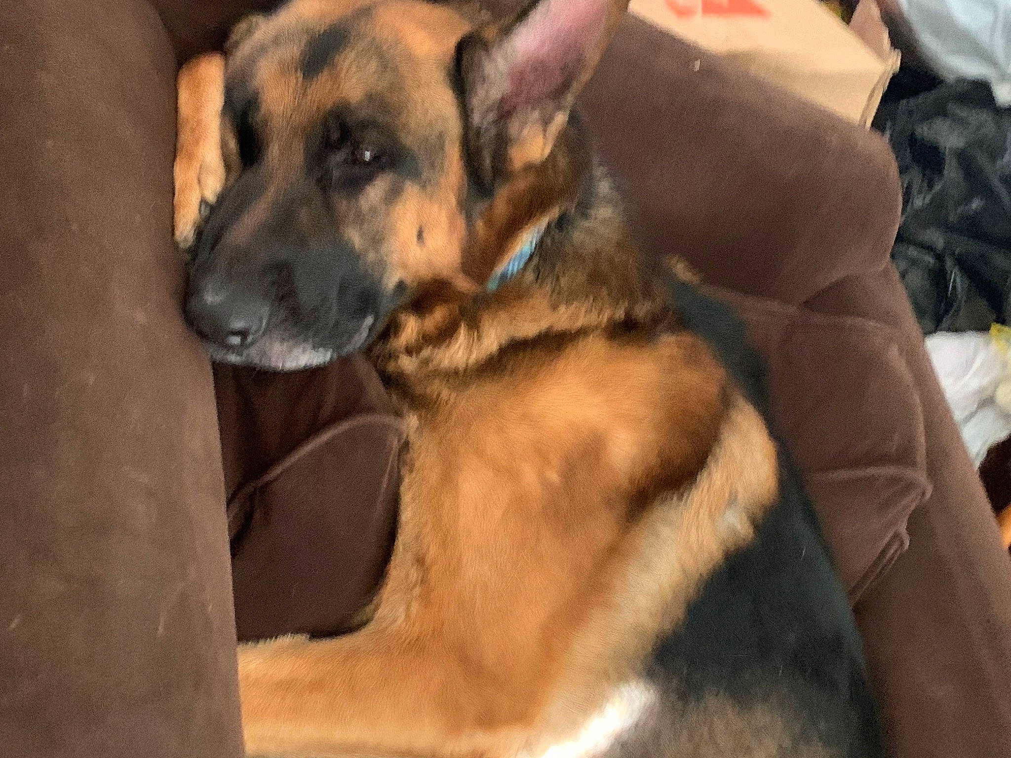 Bash is registered to the contest to win money with this photo: canidae, carnivore, companion_dog, dog, dog_breed, fur, german_shepherd_dog, guard_dog, herding_dog, law_enforcement, old_german_shepherd_dog, sporting_group, street_dog, whiskers, wood, working_dog