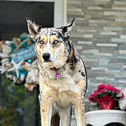 Marcedes joined the competition — help win amazing prizes! animal, blue_eyes, canine, close_up, collar, decor, dog, domestic_animal, flowers, front_view, furniture, glass_door, nature_reflection, outdoor, pet, porch, standing, stone_wall, wicker_table, wreath