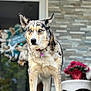 animal, blue_eyes, canine, close_up, collar, decor, dog, domestic_animal, flowers, front_view, furniture, glass_door, nature_reflection, outdoor, pet, porch, standing, stone_wall, wicker_table, wreath