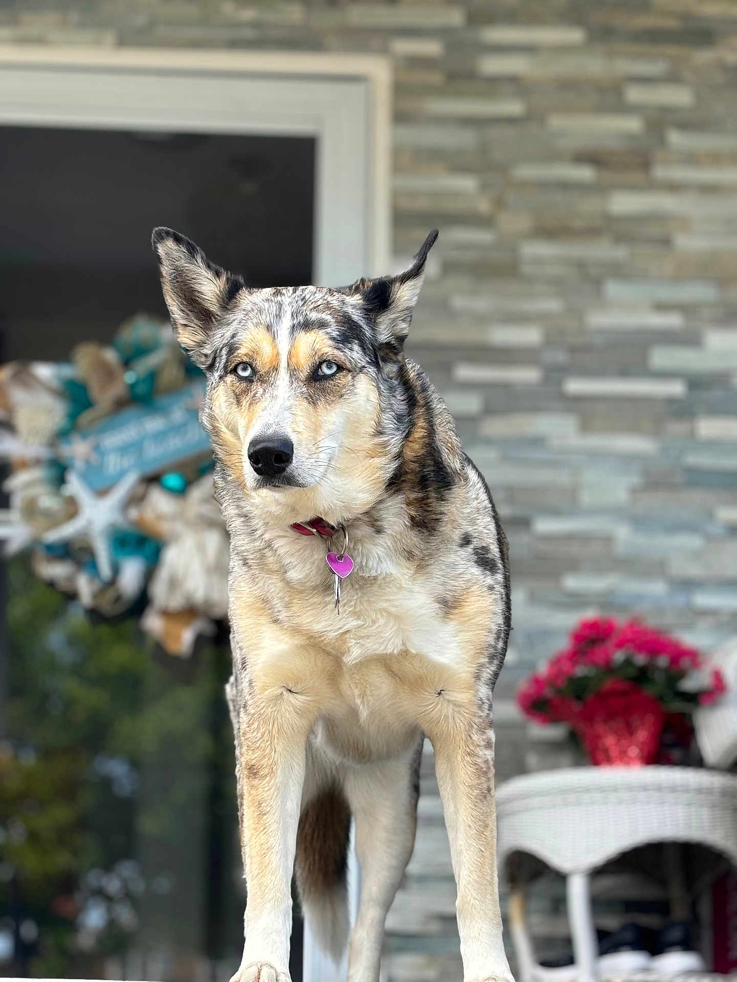 Marcedes joined the competition — help win amazing prizes! animal, blue_eyes, canine, close_up, collar, decor, dog, domestic_animal, flowers, front_view, furniture, glass_door, nature_reflection, outdoor, pet, porch, standing, stone_wall, wicker_table, wreath
