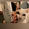 Seika is registered to the contest to win money with this photo: cat, white_cat, hand, nail_art, indoor, person, can, silver_can, fingernails, long_nails, decorated_nails, closeup, pet, cute, animal, cozy, jeans, sitting, brown_background, feline