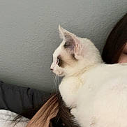 Seika is registered to the contest to win money with this photo: cat, white_cat, pet, animal, feline, indoor, person, human, shoulder, fur, side_view, close_up, resting, domestic_animal, cute, companion, relaxing, home, cozy, portrait