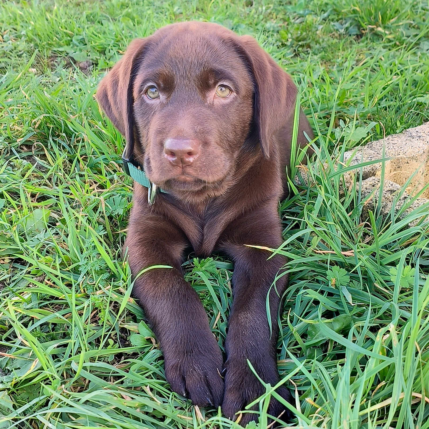 Leky a rejoint le concours — aidez-le/la à gagner de superbes lots ! animal, ball, canine, dog, field, football, grass, grassland, green, hound, labradorretriever, lawn, nature, outdoors, pet, plant, pointer, puppy, snout, whitedog