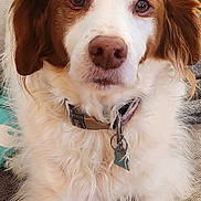 Tank joined the competition — help win amazing prizes! dog, pet, close_up, collar, fur, brown_and_white, fluffy, indoor, resting, cute, animal, face, ears, nose, tag, domestic, mammal, portrait, sitting, companion