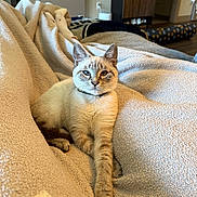 Mardi joined the competition — help win amazing prizes! animal, blanket, blue_eye, brown_eye, cat, collar, comfort, cozy, feline, fur, heterochromia, home, indoor, paw, pet, relaxed, soft_texture, stretching, warm_light, whiskers