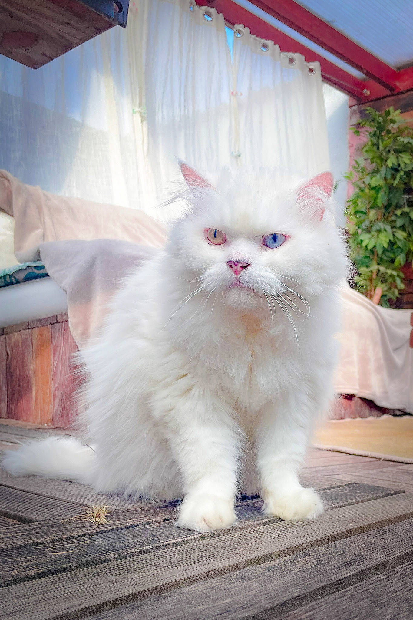 Emilio participe au concours pour gagner de l'argent avec cette photo : british_longhair, carnivore, cat, claw, domestic_short_haired_cat, felidae, flooring, flowerpot, fur, houseplant, paw, plant, sitting, small_to_medium_sized_cats, snout, tail, whiskers, window