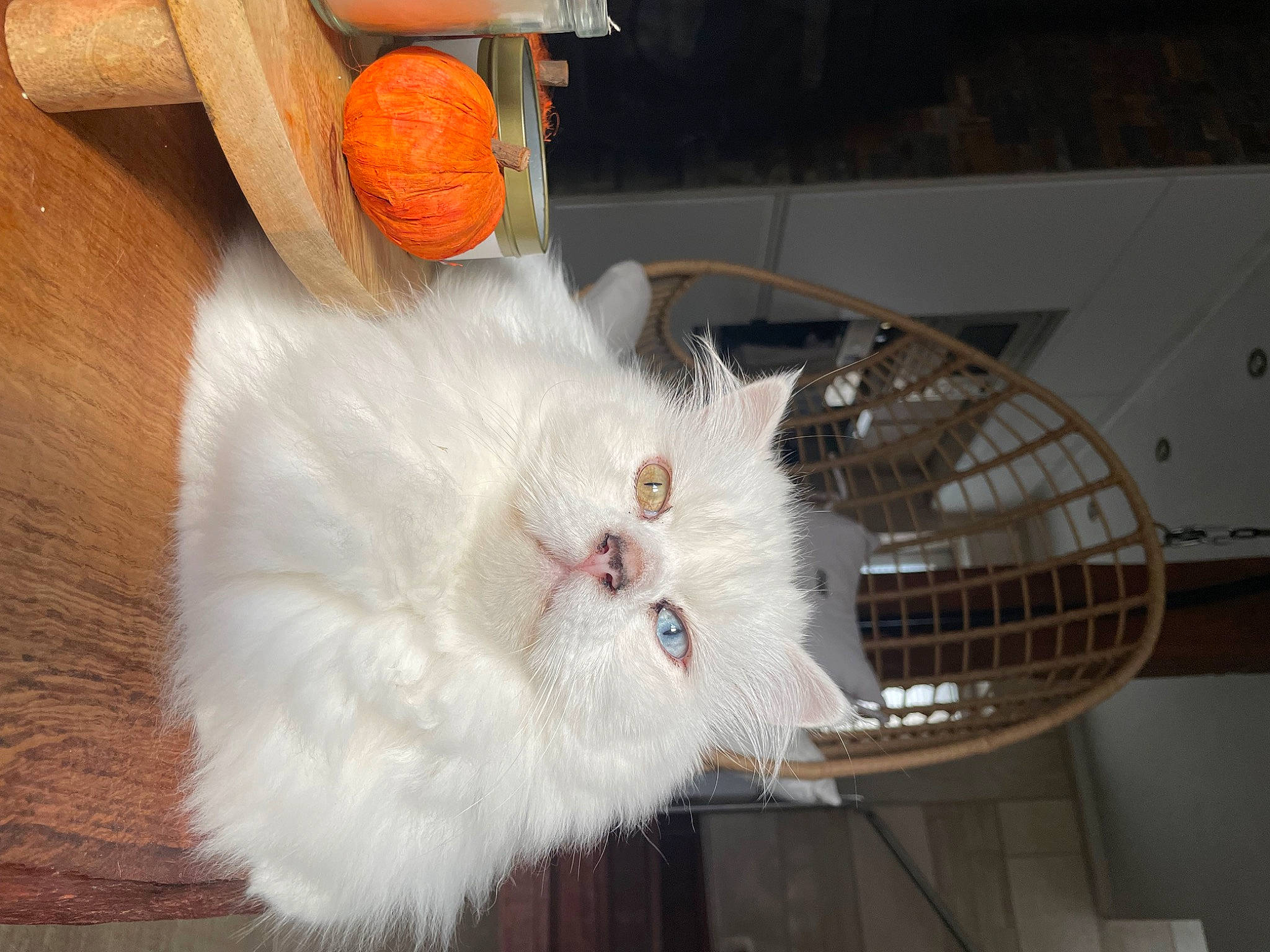 Emilio participe au concours pour gagner de l'argent avec cette photo : carnivore, cat, claw, fawn, felidae, fur, gas, hardwood, paw, pet_supply, small_to_medium_sized_cats, snout, tail, whiskers, wood