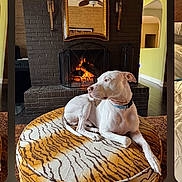Boss is registered to the contest to win money with this photo: dog, white_dog, fireplace, mirror, wall_sconce, cushion, tiger_stripe_pattern, indoor, home, pet, resting, floor, decor, living_room, relaxed, collar, wood_floor, brick_wall, warm_light, cozy