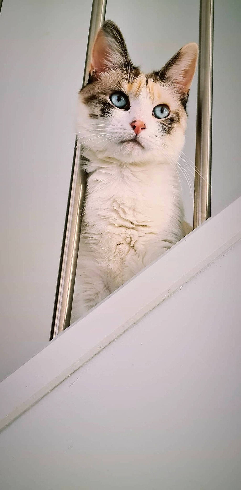 Khaleesi a rejoint le concours — aidez-le/la à gagner de superbes lots ! carnivore, cat, curious, domestic_short_haired_cat, felidae, fur, small_to_medium_sized_cats, snout, whiskers