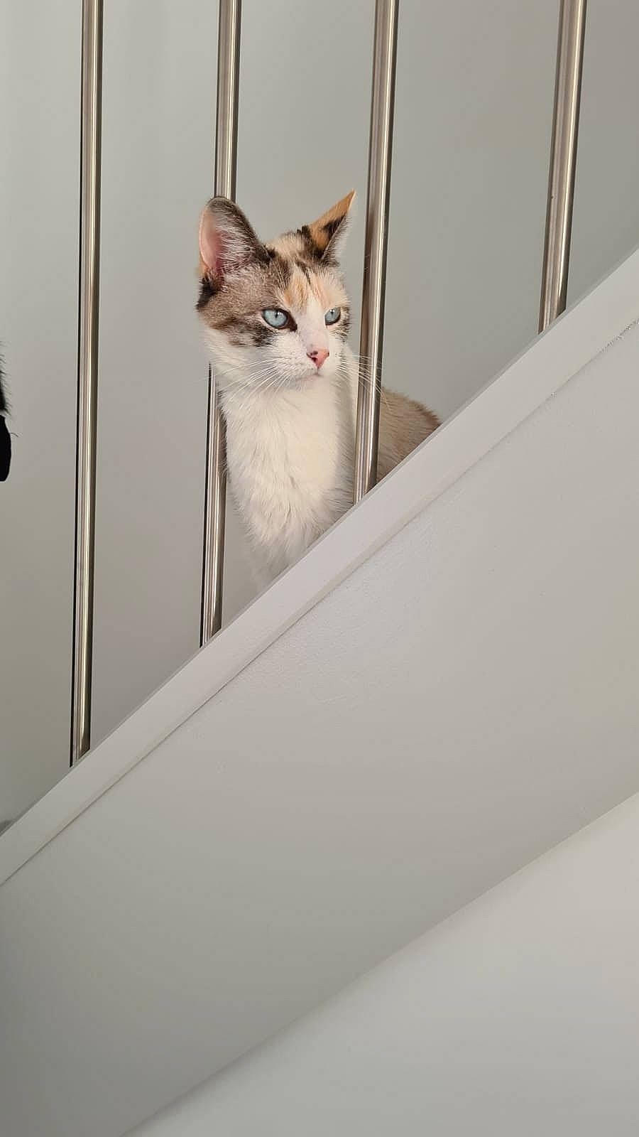 Khaleesi participe au concours pour gagner de l'argent avec cette photo : carnivore, cat, domestic_short_haired_cat, felidae, fur, small_to_medium_sized_cats, snout, whiskers