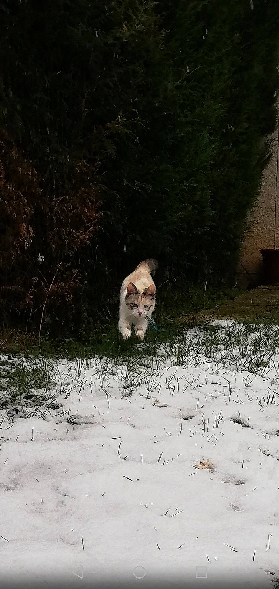 Khaleesi participe au concours pour gagner de l'argent avec cette photo : carnivore, cat, collar, domestic_short_haired_cat, felidae, fur, mammal, organism, precipitation, small_to_medium_sized_cats, snout, snow, tail, terrestrial_animal, whiskers