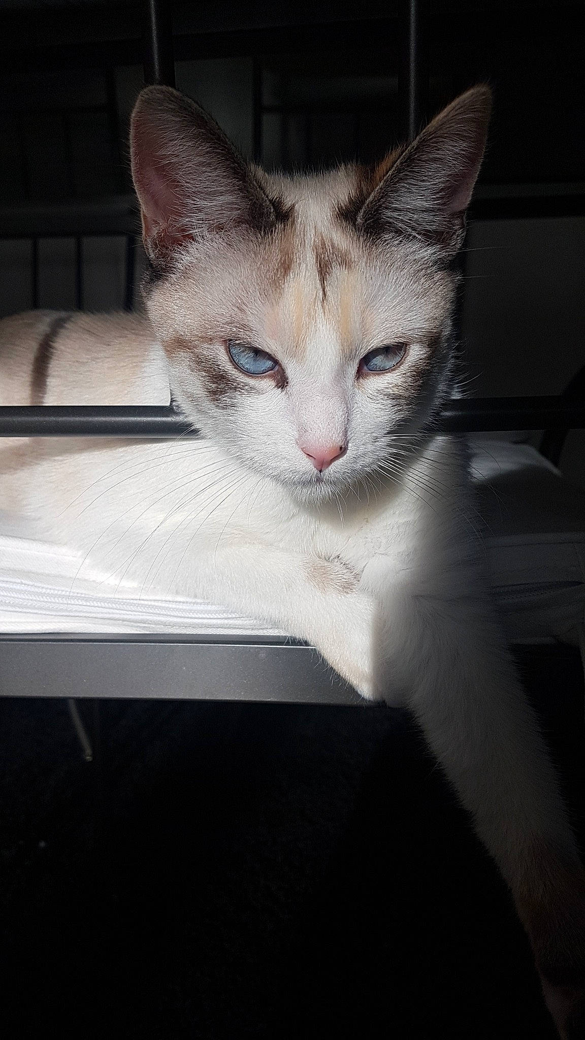 Khaleesi participe au concours pour gagner de l'argent avec cette photo : carnivore, cat, curious, domestic_short_haired_cat, felidae, fur, small_to_medium_sized_cats, snout, vertebrate, whiskers