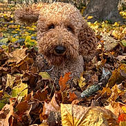 Kobe is registered to the contest to win money with this photo: dog, curly_fur, autumn, leaves, outdoor, nature, tree, brown, yellow, fall, pet, canine, fur, playful, woodland, close_up, animal, forest_floor, seasonal, adorable