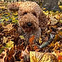 dog, curly_fur, autumn, leaves, outdoor, nature, tree, brown, yellow, fall, pet, canine, fur, playful, woodland, close_up, animal, forest_floor, seasonal, adorable