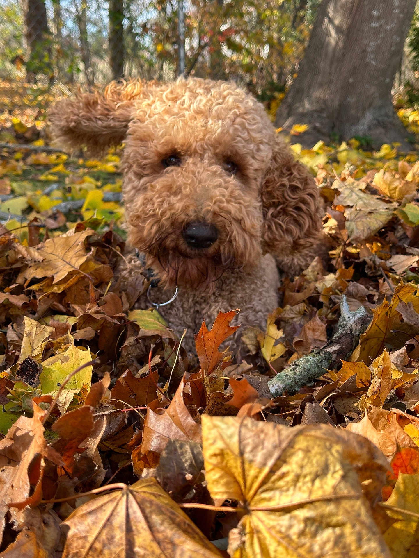 Kobe is registered to the contest to win money with this photo: dog, curly_fur, autumn, leaves, outdoor, nature, tree, brown, yellow, fall, pet, canine, fur, playful, woodland, close_up, animal, forest_floor, seasonal, adorable