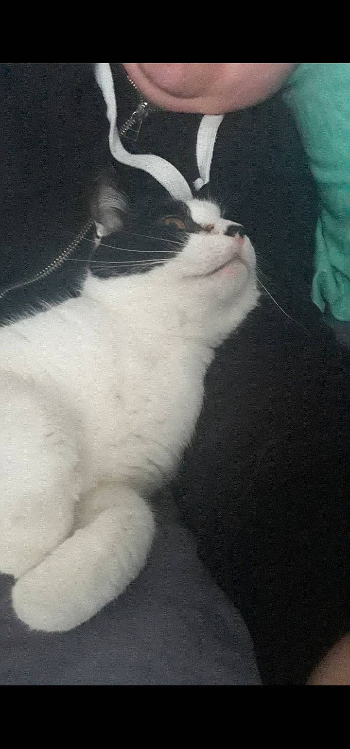 Minette participe au concours pour gagner de l'argent avec cette photo : aegean_cat, american_wirehair, carnivore, cat, claw, domestic_short_haired_cat, ear, felidae, fur, japanese_bobtail, kitten, leg, mammal, norwegian_forest_cat, paw, polydactyl_cat, small_to_medium_sized_cats, tail, turkish_van, whiskers