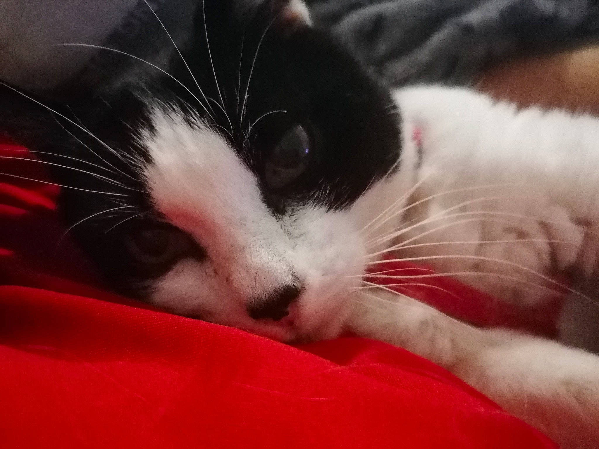 Minette a rejoint le concours — aidez-le/la à gagner de superbes lots ! black_and_white, carnivore, cat, close_up, eye, facial_expression, felidae, fur, kitten, nap, nose, paw, small_to_medium_sized_cats, snout, whiskers