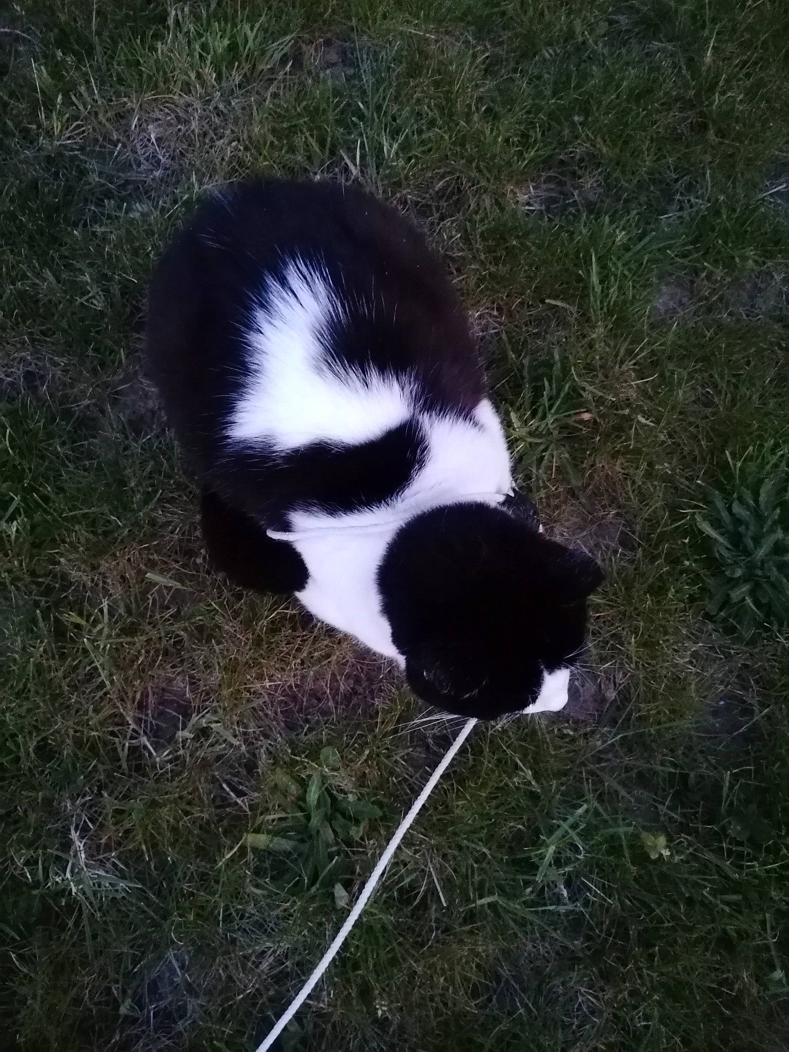 Minette a rejoint le concours — aidez-le/la à gagner de superbes lots ! border_collie, canidae, carnivore, cat, dog_breed, felidae, grass, plant, small_to_medium_sized_cats, sporting_group, tail