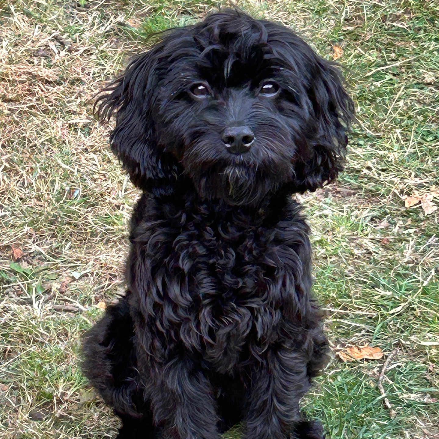 Shelby joined the competition — help win amazing prizes! affenpinscher, animal, canine, cockerspaniel, dog, newfoundland, pet, poodle, puppy, terrier, whitedog