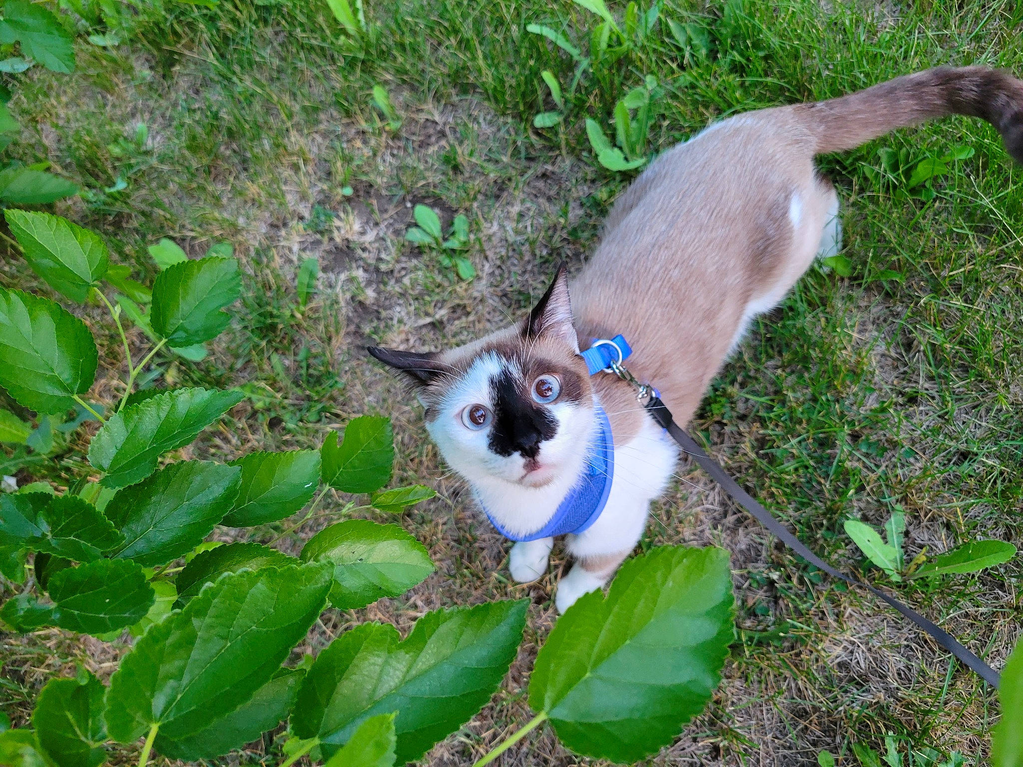 Meatloaf is registered to the contest to win money with this photo: canidae, carnivore, cat, collar, companion_dog, dog_breed, fawn, felidae, fur, grass, groundcover, herb, plant, small_to_medium_sized_cats, tail, terrestrial_animal, terrestrial_plant, tree, whiskers, wildlife