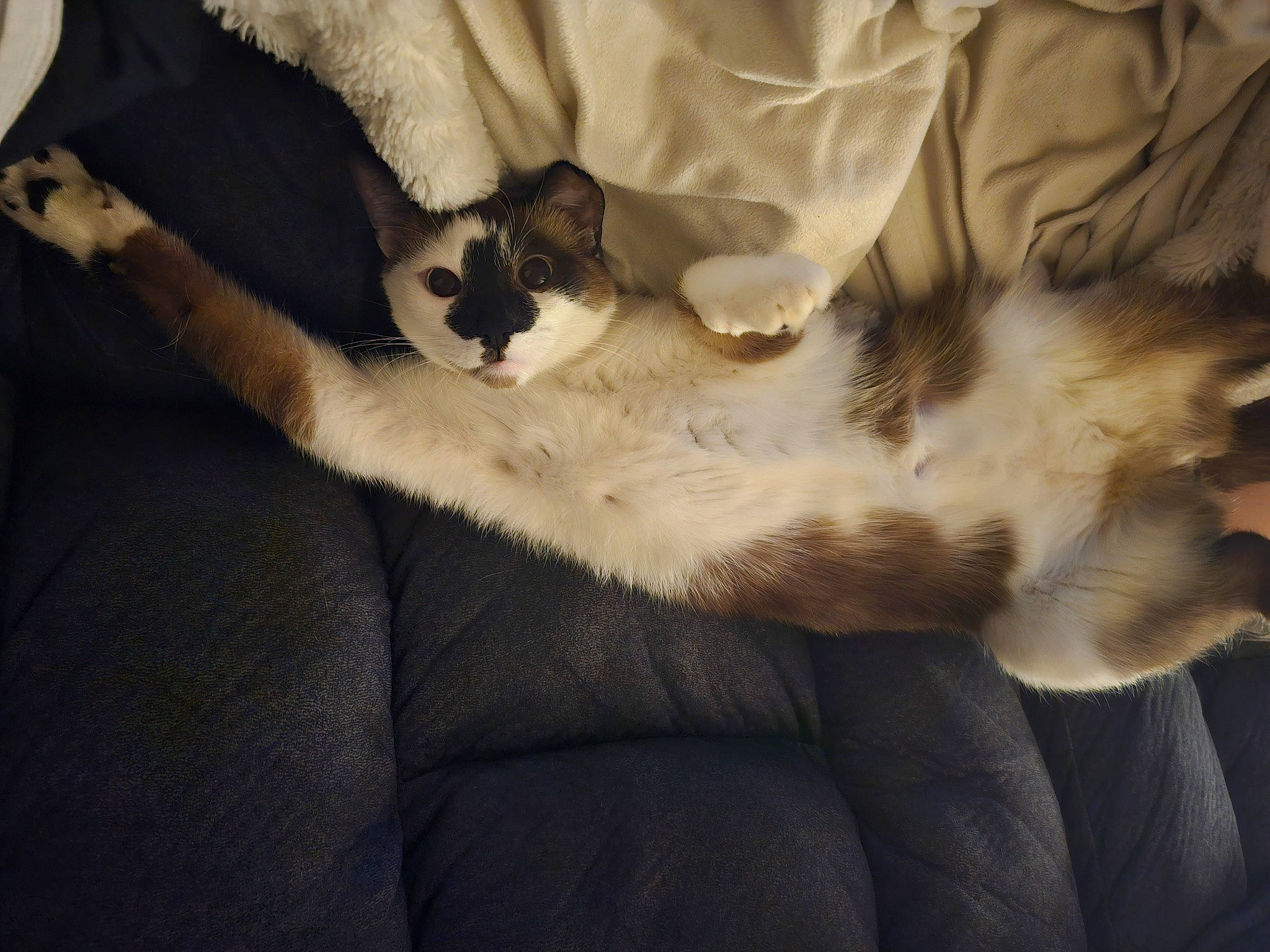 Meatloaf is registered to the contest to win money with this photo: canidae, carnivore, cat, claw, comfort, companion_dog, dog_breed, domestic_short_haired_cat, fawn, felidae, fur, linens, paw, small_to_medium_sized_cats, snout, sporting_group, tail, tints_and_shades, whiskers, wood