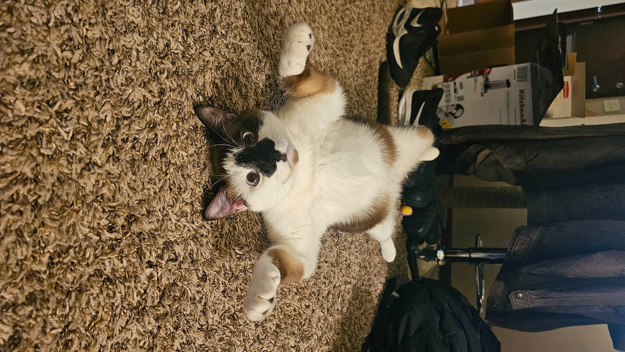 Meatloaf is registered to the contest to win money with this photo: carnivore, cat, claw, companion_dog, dog_breed, domestic_short_haired_cat, fawn, felidae, flooring, fur, grass, paw, small_to_medium_sized_cats, snout, soil, tail, terrestrial_animal, whiskers