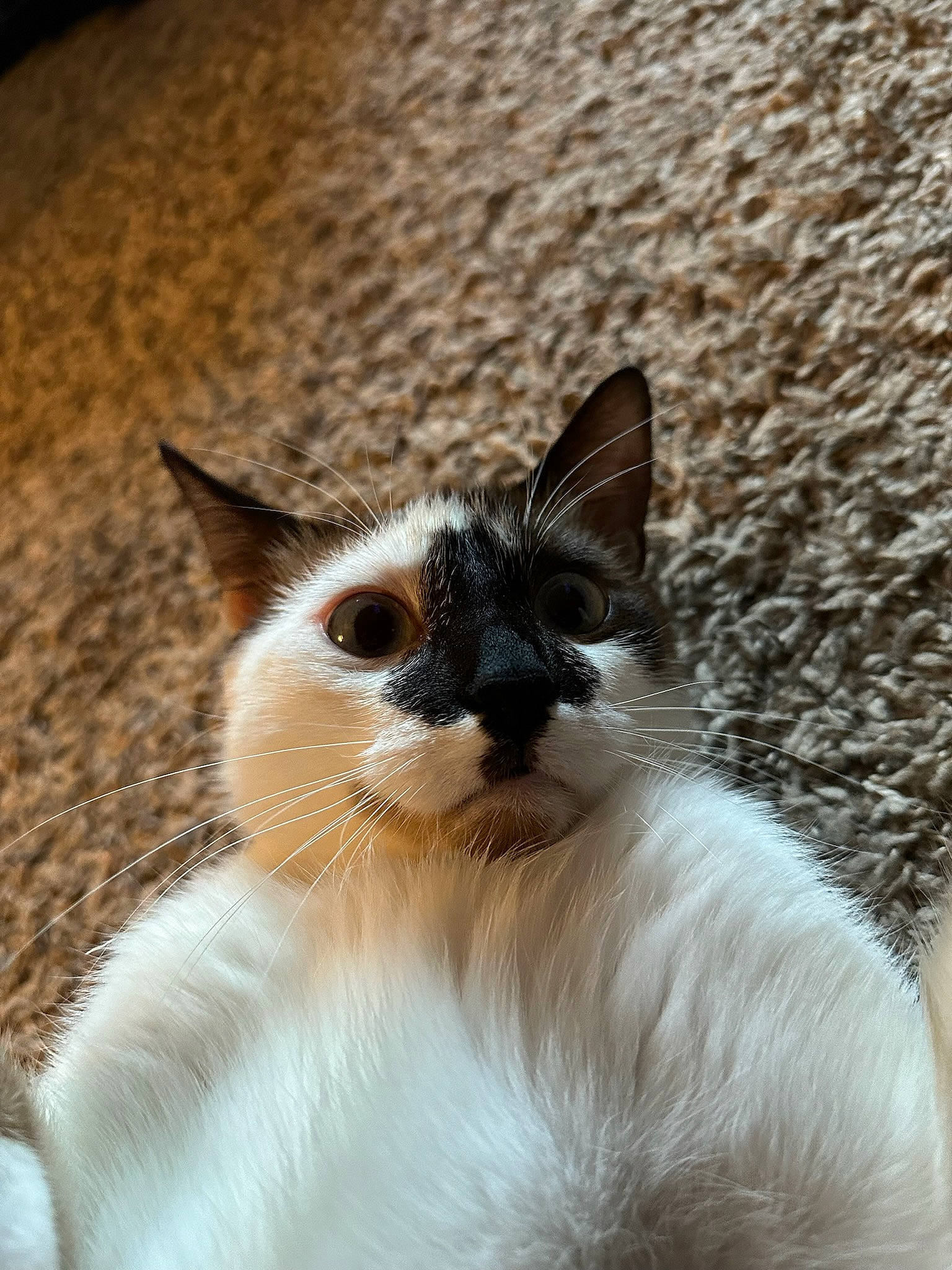 Meatloaf is registered to the contest to win money with this photo: birman, carnivore, cat, comfort, eye, fang, fawn, felidae, fur, grass, head, small_to_medium_sized_cats, snout, terrestrial_animal, whiskers, wildlife