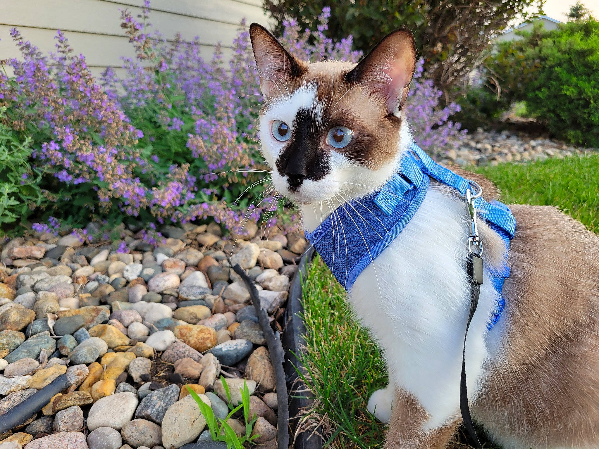 Meatloaf is registered to the contest to win money with this photo: art, botany, carnivore, cat, domestic_short_haired_cat, electric_blue, eye, fawn, felidae, flower, grass, groundcover, leaf, plant, shrub, small_to_medium_sized_cats, snout, tail, tree, whiskers