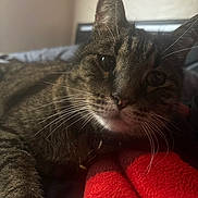 Awol joined the competition — help win amazing prizes! animal, blanket, cat, close_up, cozy, domestic_cat, ears, eyes, face, feline, fur, indoor, lying_down, pet, portrait, red_blanket, relaxing, soft_light, tabby_cat, whiskers