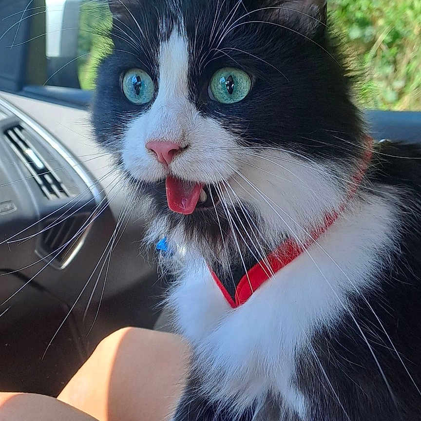 Oreo participe au concours pour gagner de l'argent avec cette photo : accessories, alloywheel, animal, bodypart, car, carwheel, cat, face, head, kitten, machine, mouth, person, pet, photography, portrait, spoke, tire, transportation, vehicle