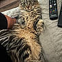alert, blanket, cat, close_up, curious, domestic_animal, fluffy, fur, furniture, home, indoor, laptop, lying_down, paw, pet, relaxing, remote_control, resting, tabby, whiskers