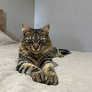 Vanille participe au concours pour gagner de l'argent avec cette photo : cat, tabby_cat, feline, pet, animal, bed, blanket, paws, fur, whiskers, relaxed, indoor, cute, striped, muzzle, ears, tail, resting, cozy, calm
