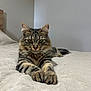 animal, bed, blanket, calm, cat, cozy, cute, ears, feline, fur, indoor, muzzle, paws, pet, relaxed, resting, striped, tabby_cat, tail, whiskers