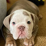 Starr joined the competition — help win amazing prizes! bulldog, puppy, dog, pet, animal, carpet, cute, portrait, indoor, young, brown, white, ears, paws, face, looking, closeup, toy, lying_down, curious