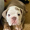 bulldog, puppy, dog, pet, animal, carpet, cute, portrait, indoor, young, brown, white, ears, paws, face, looking, closeup, toy, lying_down, curious