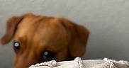 Scrappy Doo Harris joined the competition — help win amazing prizes! animal, background, blanket, brown, close_up, cozy, curious, cute, dog, ears, fabric, home, indoor, light, peeking, pet, soft, texture, unfocused, wall