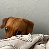 dog, brown, blanket, fabric, texture, peeking, curious, indoor, close_up, soft, ears, animal, pet, background, wall, unfocused, light, cozy, cute, home