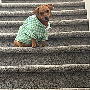 Scrappy Doo Harris is registered to the contest to win money with this photo: animal, brown_dog, canine, carpet, checkered, clothing, cute, dog, domestic_animal, friendly, green, head_tilt, indoor, paw, pet, portrait, sitting, small_dog, stairs, stairs_riser