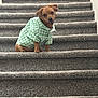 animal, brown_dog, canine, carpet, checkered, clothing, cute, dog, domestic_animal, friendly, green, head_tilt, indoor, paw, pet, portrait, sitting, small_dog, stairs, stairs_riser