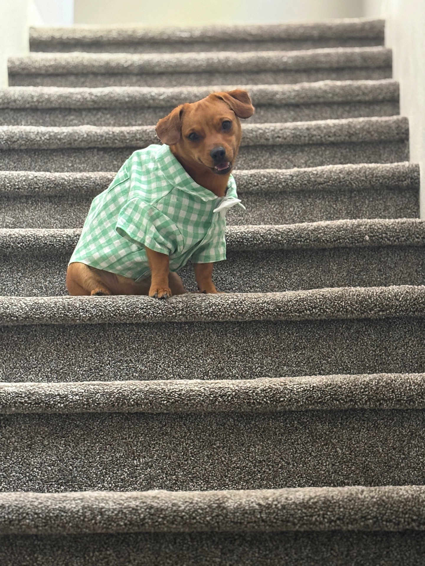 Scrappy Doo Harris