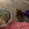 dog, carpet, food_container, rice, green_vegetables, meat, hand, red_floral_dress, purple_blanket, floor, indoor, pet, waiting, hopeful, small_dog, brown_dog, sitting, looking_up, person, container