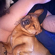 Scrappy Doo Harris joined the competition — help win amazing prizes! dog, sleeping, smiling, pet, tattoo, arm, relaxed, cozy, fur, closeup, domestic_animal, cute, resting, lying_down, indoor, companion, friendship, animal, portrait, happy