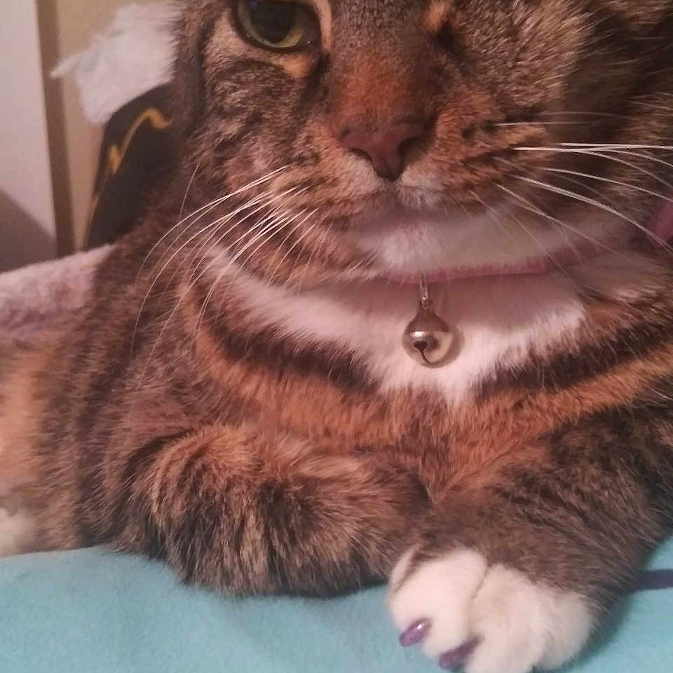 Sheba