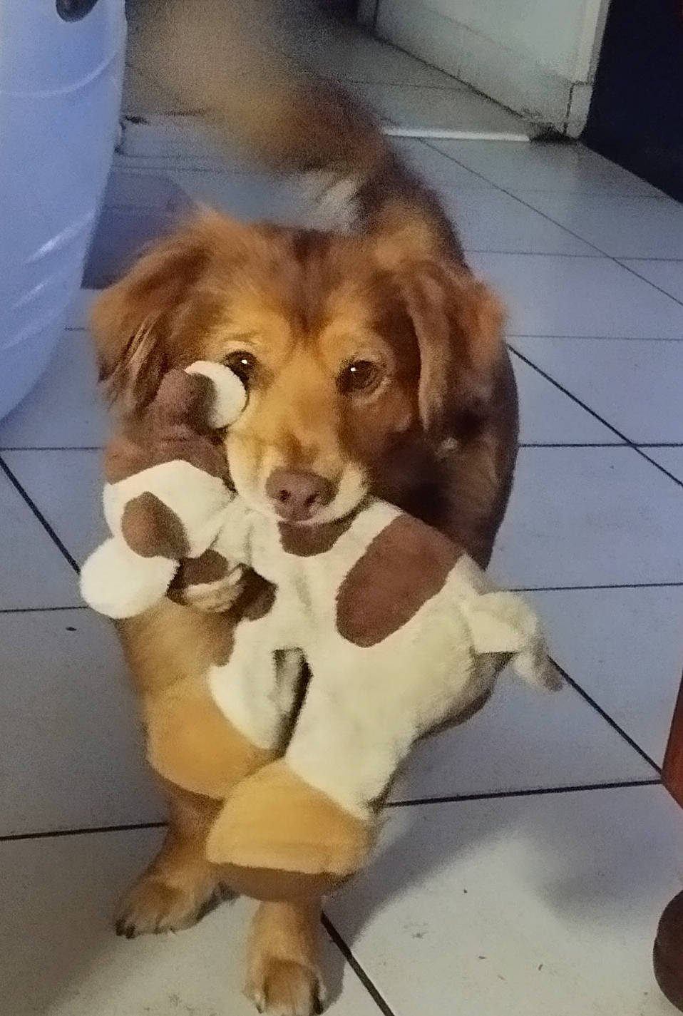 Buddy participe au concours pour gagner de l'argent avec cette photo : ancient_dog_breeds, canidae, carnivore, companion_dog, dog, dog_breed, fawn, floor, flooring, fur, hardwood, liver, paw, snout, sporting_group, tail, whiskers, wood, working_animal, working_dog